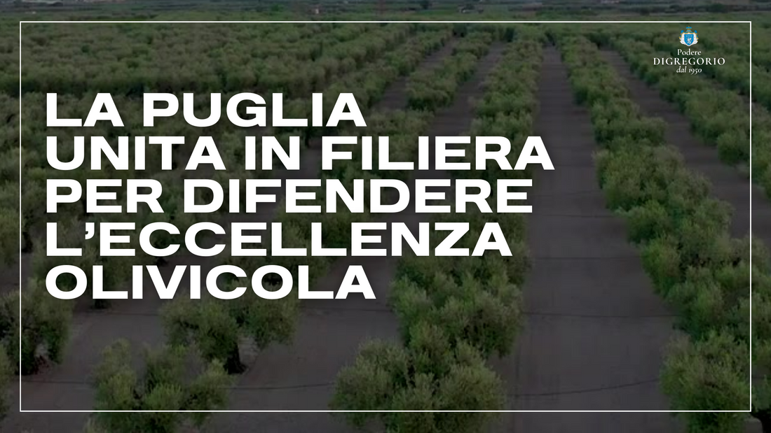 La Puglia unita in filiera per difendere l'eccellenza olivicola